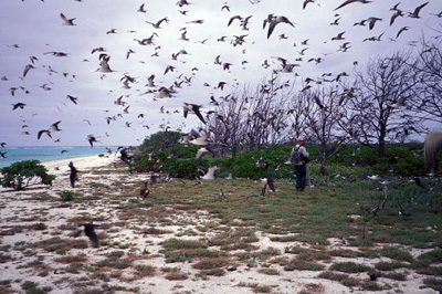 Midway Atoll in the Northwest Hawaiian Islands