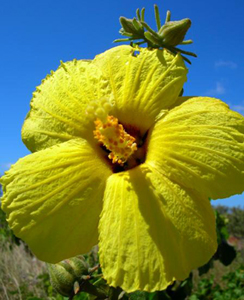 Hibiscus Brackenridgei