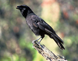 Hawaiian Crow