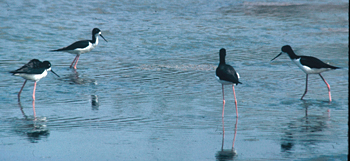 Hawaiian Stilt