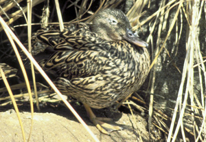 Koloa Hen of Hawaii