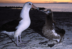 Laysan Albatross